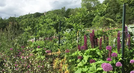 The Kitchen Garden blog series