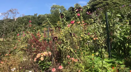 The Kitchen Garden blog series