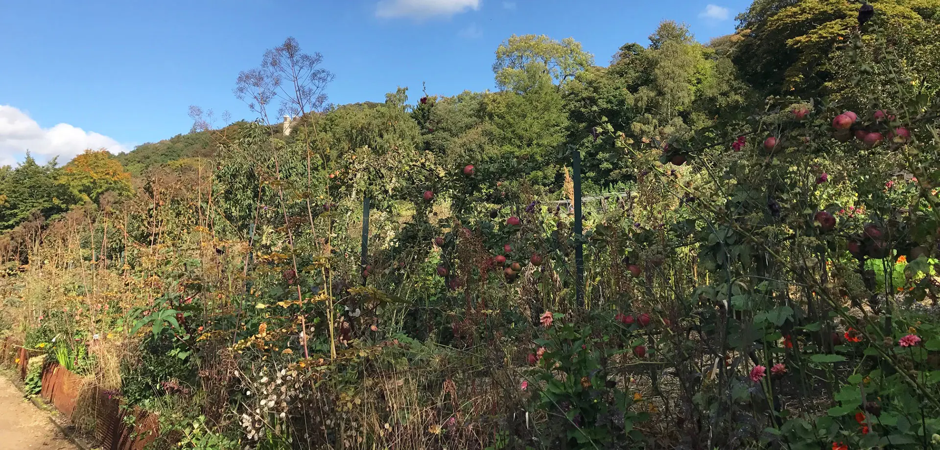 The Kitchen Garden Blog: October