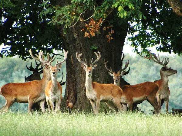 guided walks on the Chatsworth estate