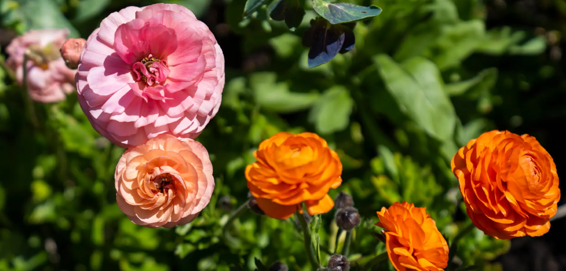 The Kitchen Garden blog series