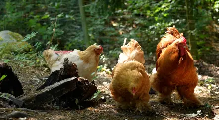 A Day in the Life of our Buff Cochin Chickens
