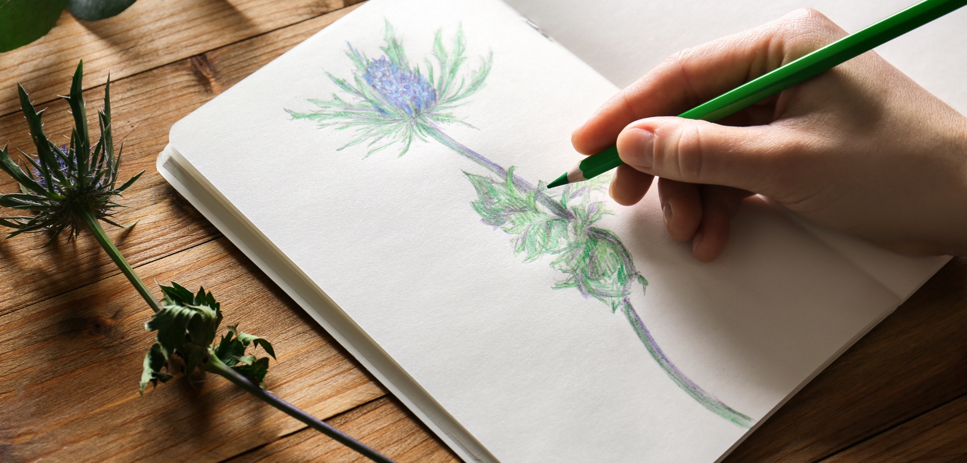 Drawing Flowers and Plants