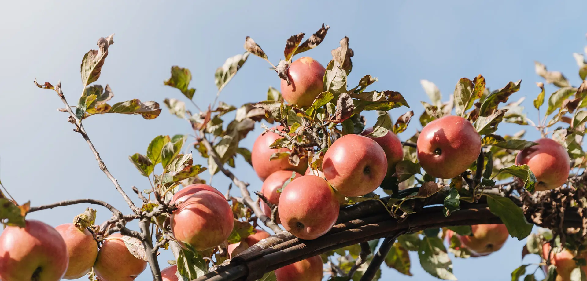 Autumn Wellbeing Day