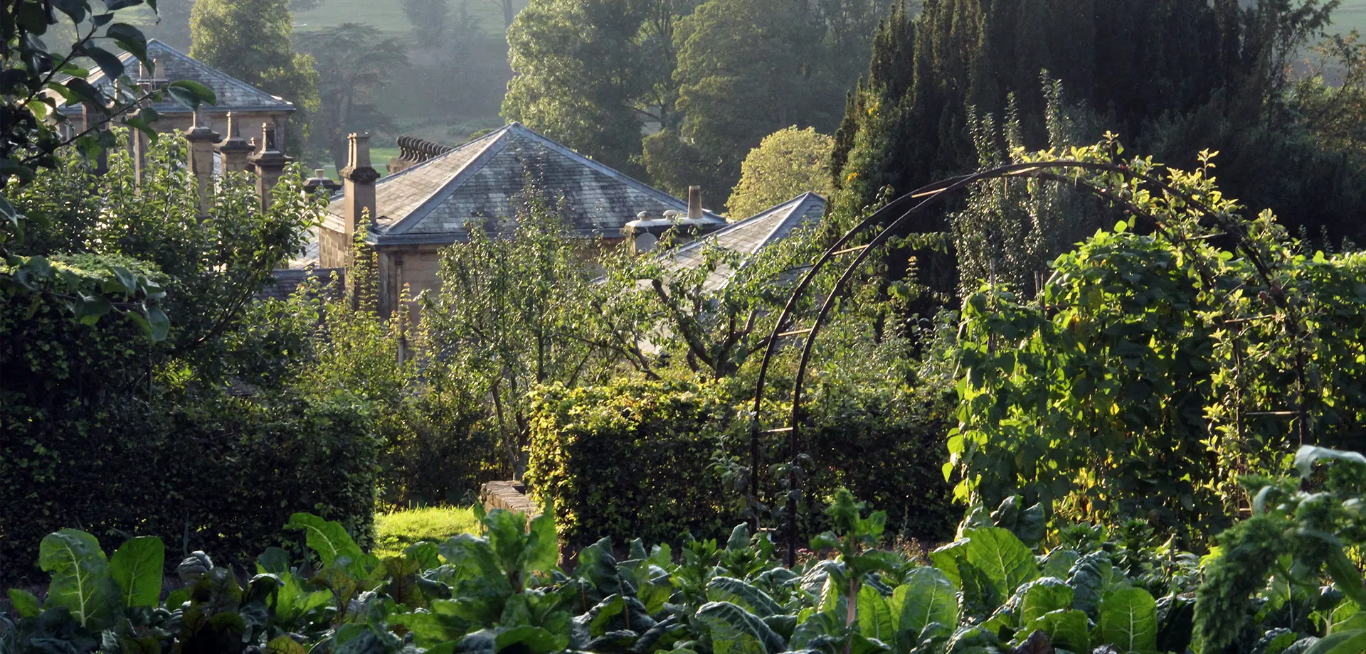 August in the production garden