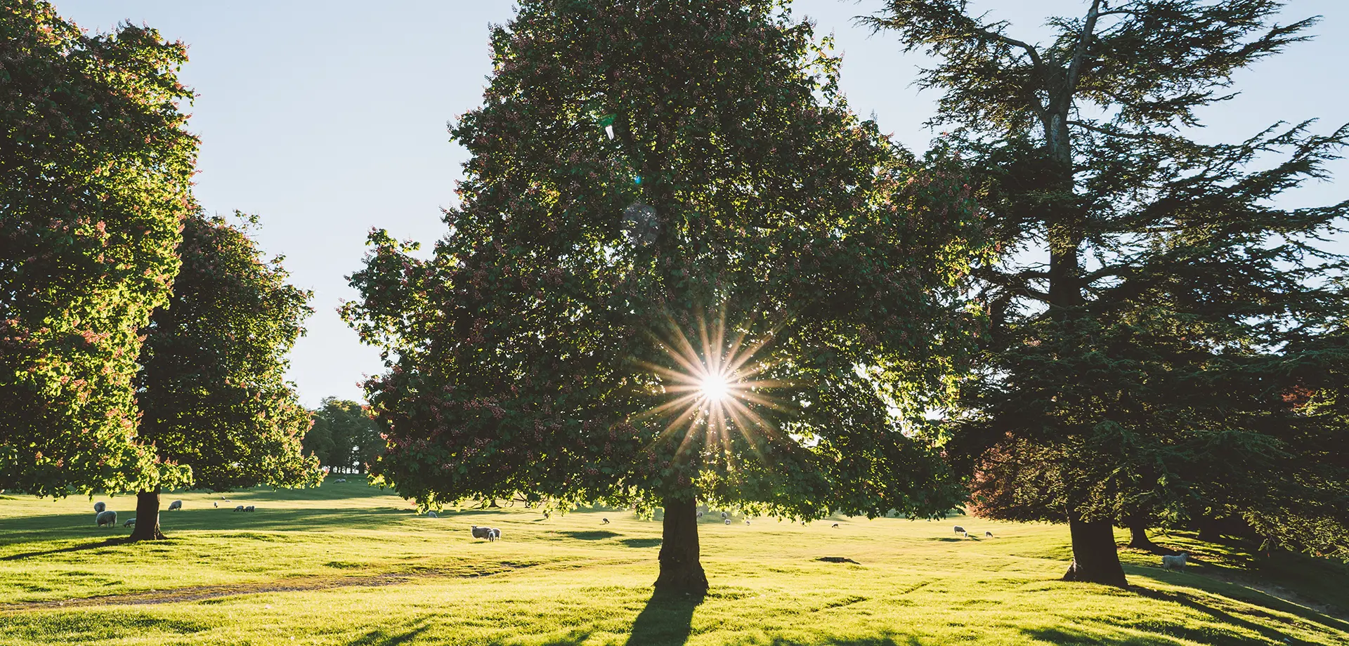 Wellness Festival Timetable