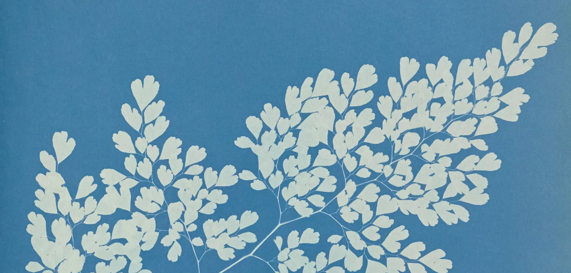 Anna Atkins at Chatsworth: capturing ‘the beauties of Derbyshire’