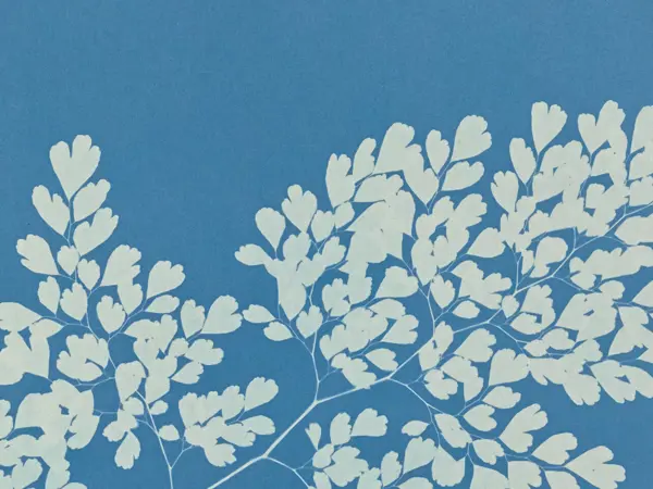 Anna Atkins at Chatsworth: capturing ‘the beauties of Derbyshire’