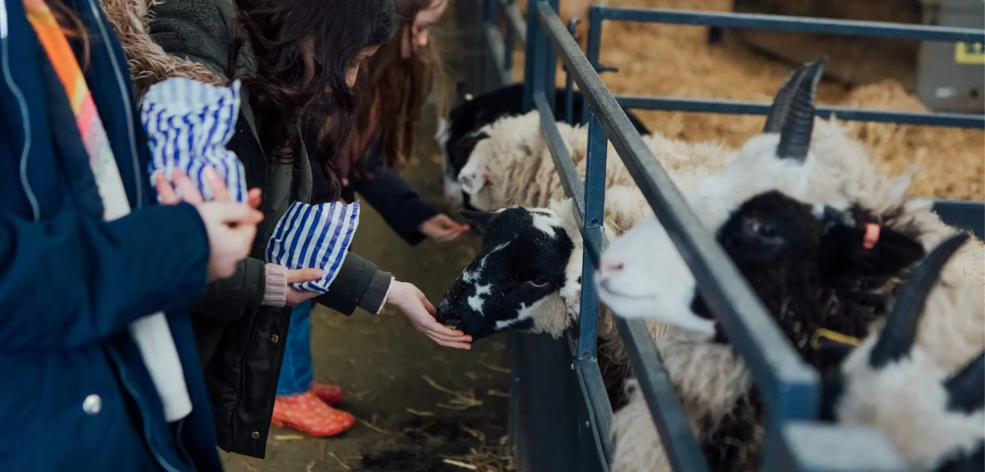 Chatsworth young farmers