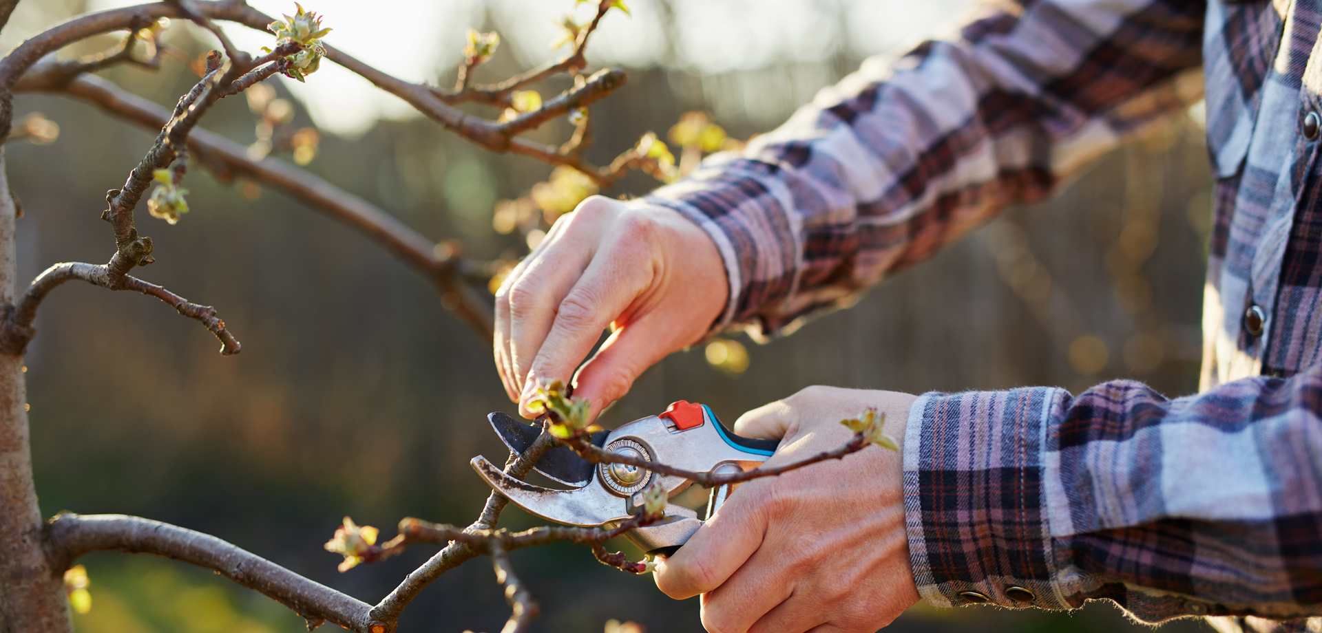 Pruning and Grafting Workshop at Peak Village