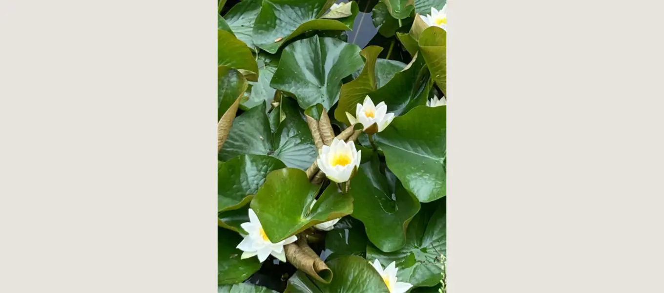 Above: Nymphaea alba (white waterlily)