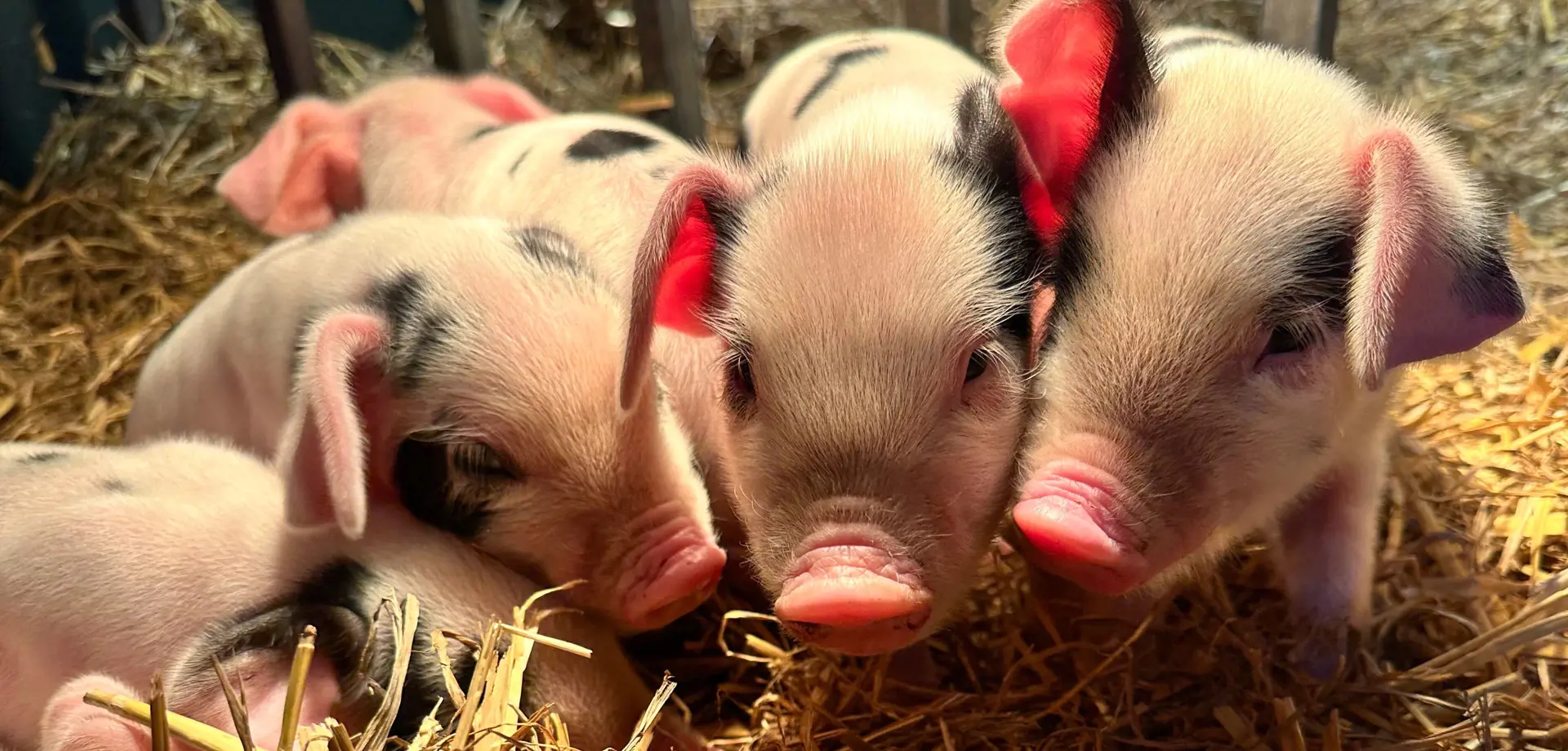 Half-Term in the Farmyard