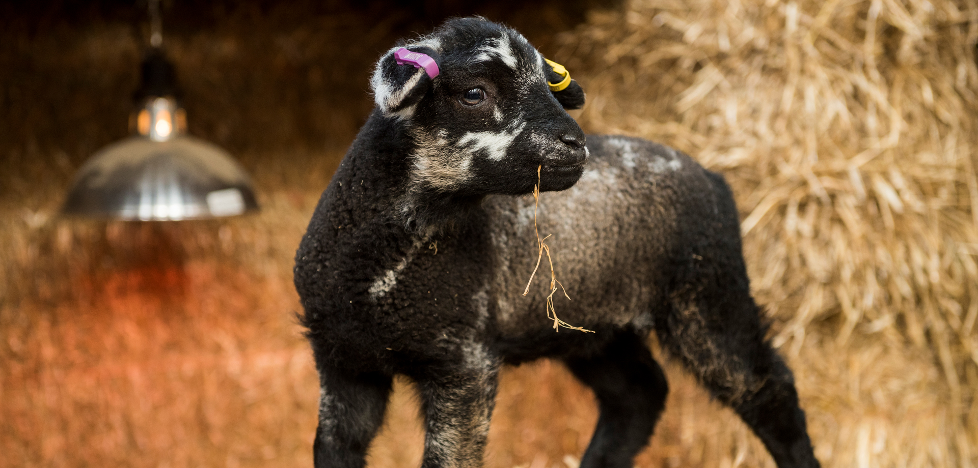 Lamb Feeding Experience