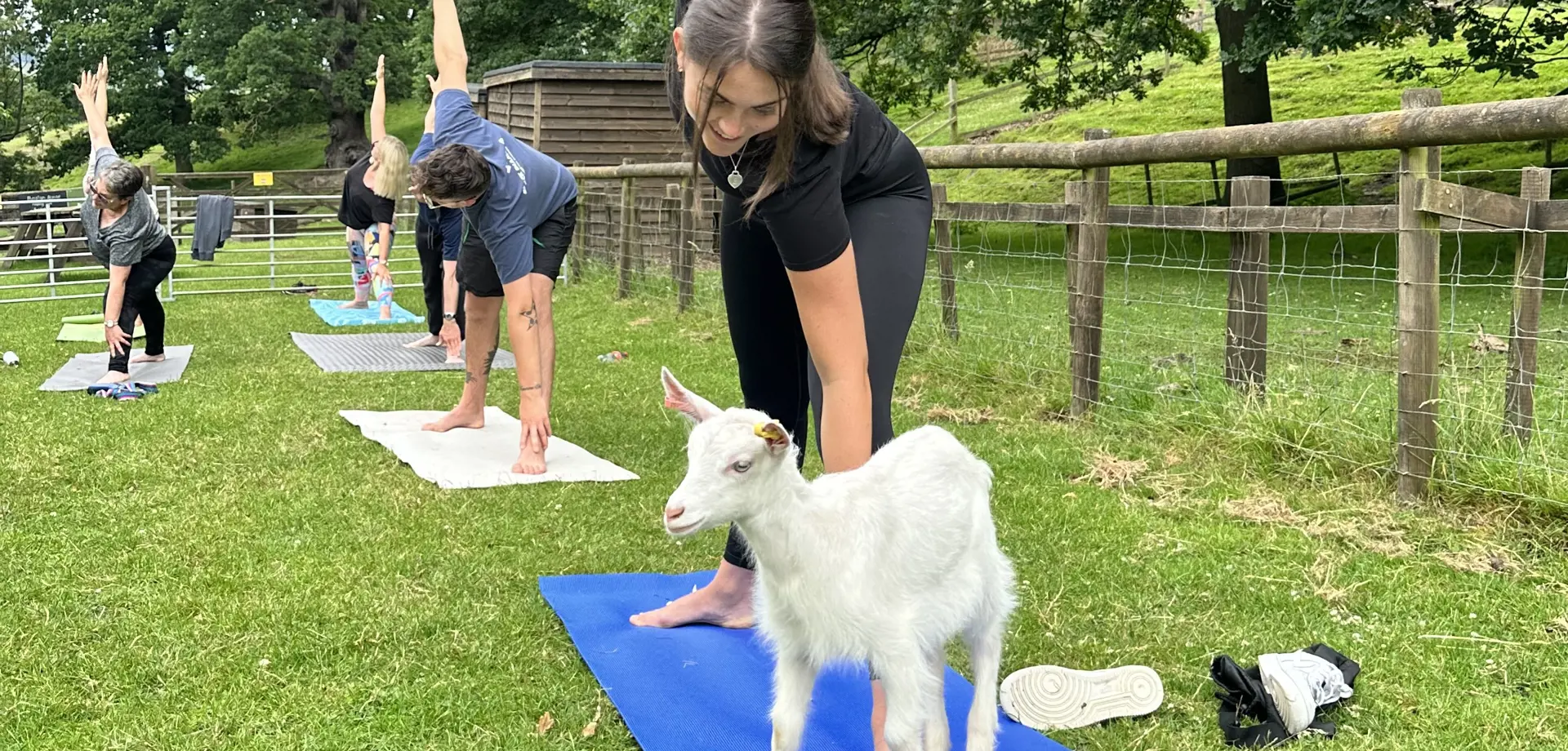 Goat Yoga